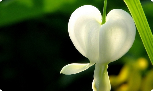 有关滑冰的日记