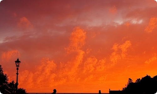 【精品】观察植物作文300字六篇